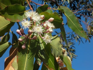 Eucalyptus Oil, Supersalve’s Potent Curative Ingredient.