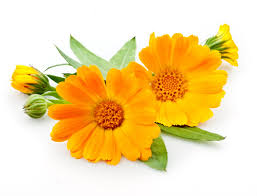 Calendula, Just What Your Skin Has Been Waiting For