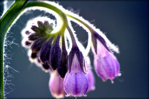 Why Comfrey Comforts