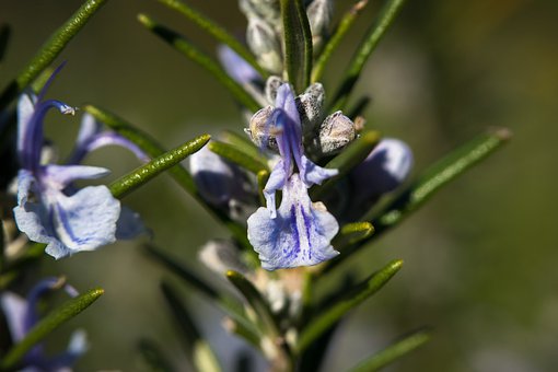 Rosemary, Nature's Powerhouse In A Balm